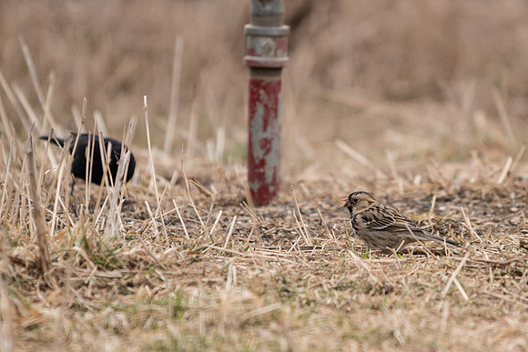 Harris's Sparrow