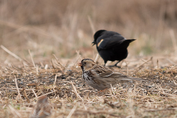 Harris's Sparrow