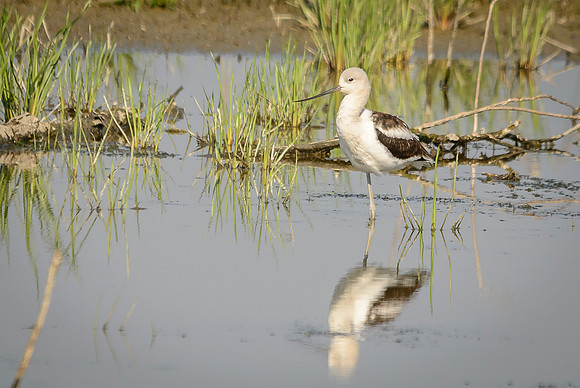 American Avocet