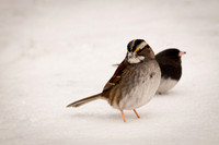 White-throated Sparrow