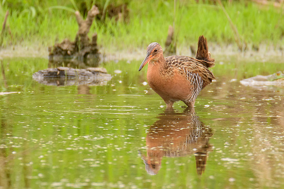 King Rail
