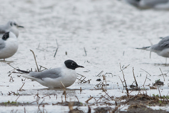 Bonaparte's Gull