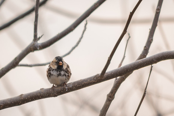 Harris's Sparrow