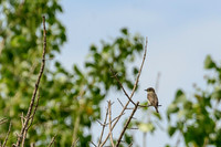 Olive-sided Flycatcher
