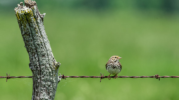 Savannah Sparrow
