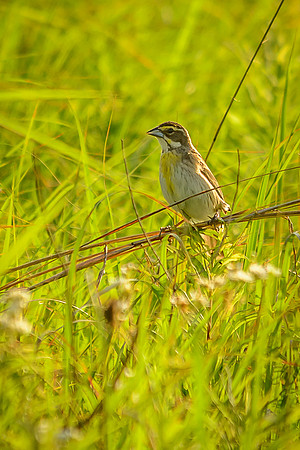 Female Dickcissel