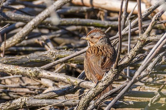 Lincoln Sparrow