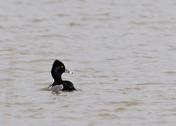 Ring Neck Duck; Big Island Wildlife Area, Marion Ohio