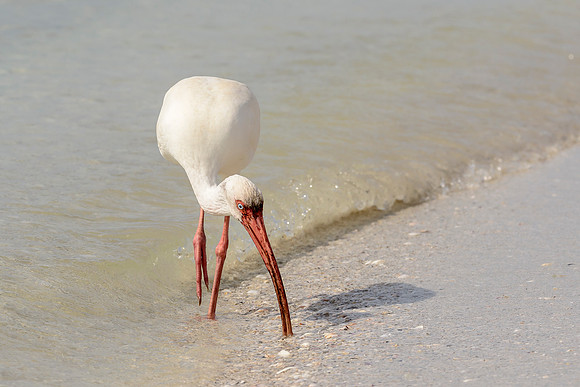White Ibis