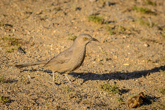 Curve-billed Thrasher