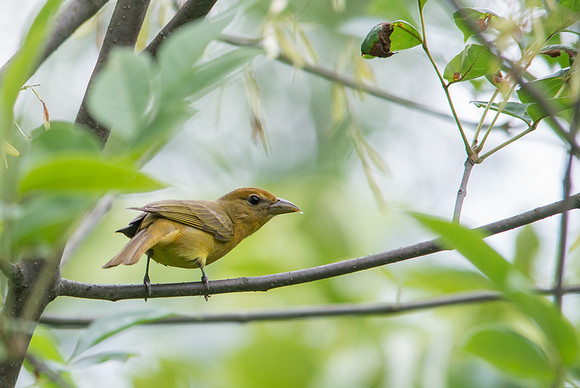 Summer Tanager
