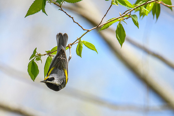 Golden-winged Warbler
