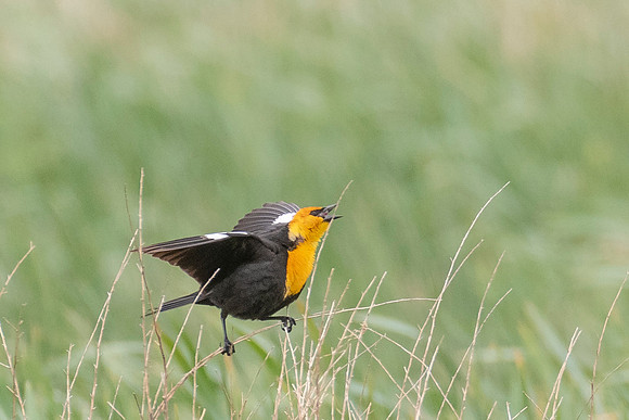 Yellow-headed Blackbird