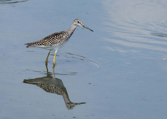 Greater Yellowlegs