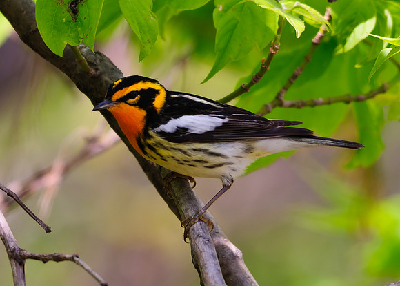 Blackburnian Warbler ; Magee Marsh, Lake Erie OH
