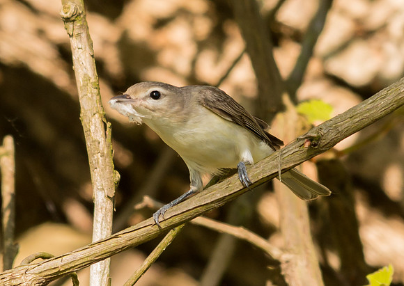 Warbling Vireo
