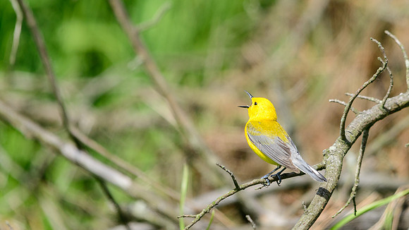 Prothonotary Warbler
