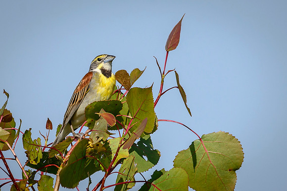 Dickcissel