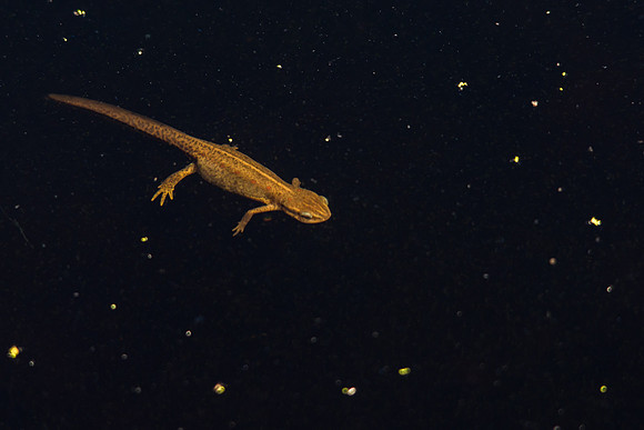 Eastern Newt/Red Spotted Newt