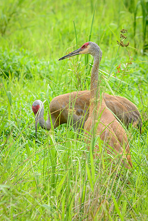 Sandhill Crane Pair