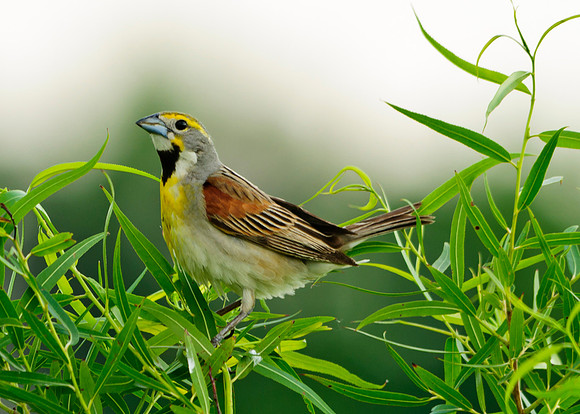 Dickcissel