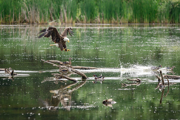 Bald Eagle