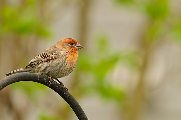 Male House Finch (Yellow/Orange Variant); Larue OH House Finch