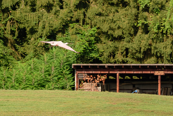 Roseate Spoonbill