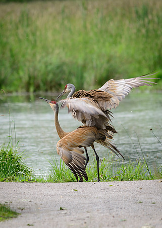 Sandhill Crane Pair