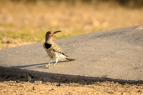 Gilded Flicker
