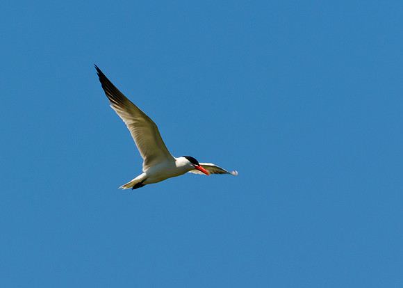Caspian Tern