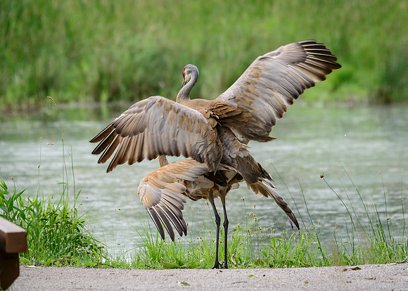 Sandhill Crane Pair
