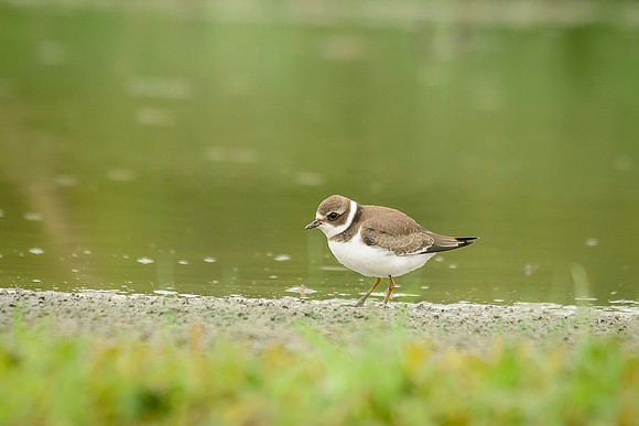 Semipalmated Plover