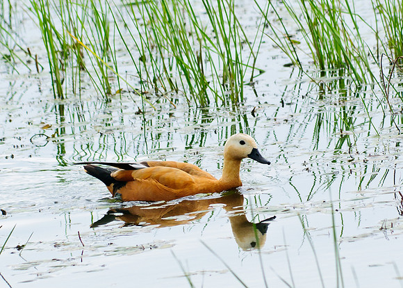 Ruddy Shelduck Big Island Wildlife Area, Marion, Ohio