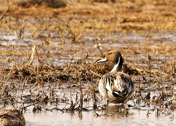 Northern Pintail; Big Island Wildlife Area, Marion Ohio