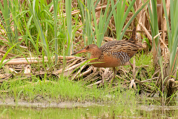 King Rail