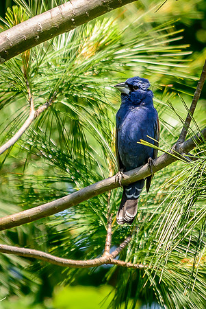 Blue Grosbeak; Batelle Darby Metro Park, Columbus Ohio