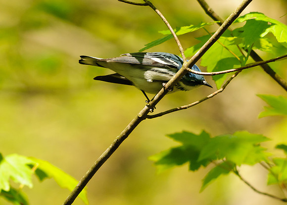 Cerulean Warbler;Lawrence Woods, Kenton OH