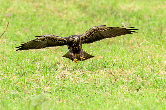 Swainson's Hawk