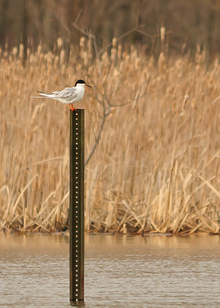 Forster's Tern; Killdeer Plains WA, Ohio