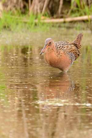 King Rail