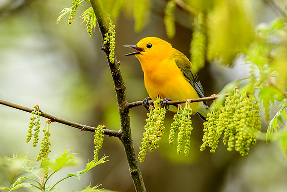 Prothonotary Warbler