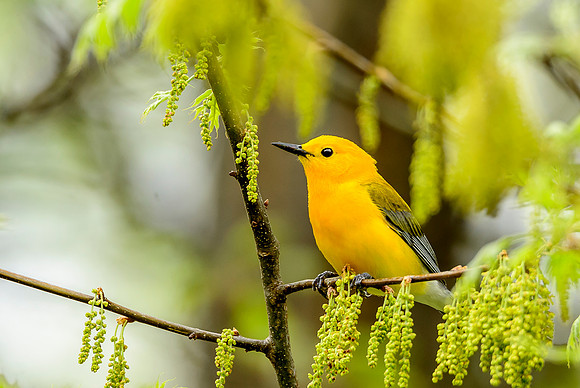 Prothonotary Warbler