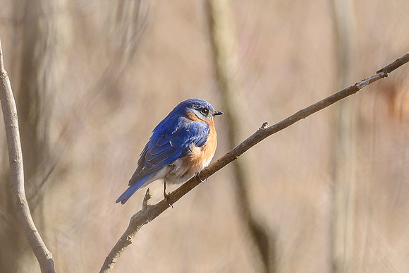 Eastern Bluebird