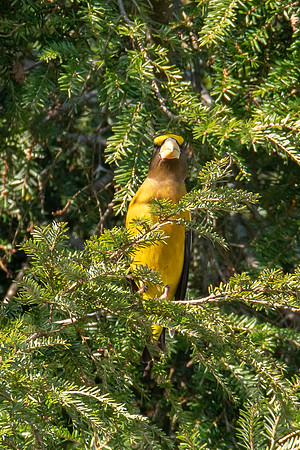 Evening Grosbeak