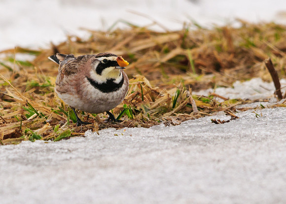 Horned Lark