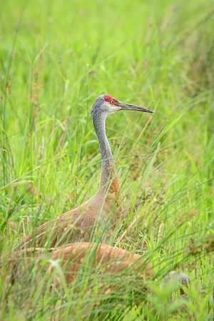 Sandhill Crane Pair