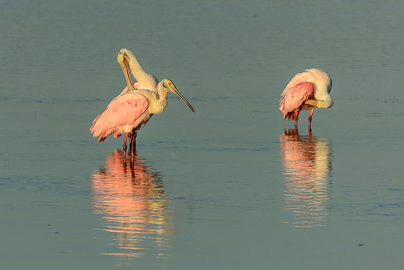 Roseate Spoonbill