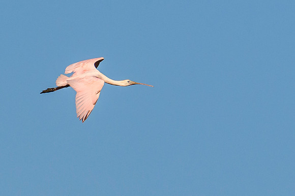 Roseate Spoonbill