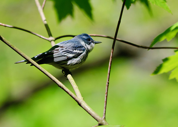 Cerulean Warbler;Lawrence Woods, Kenton OH